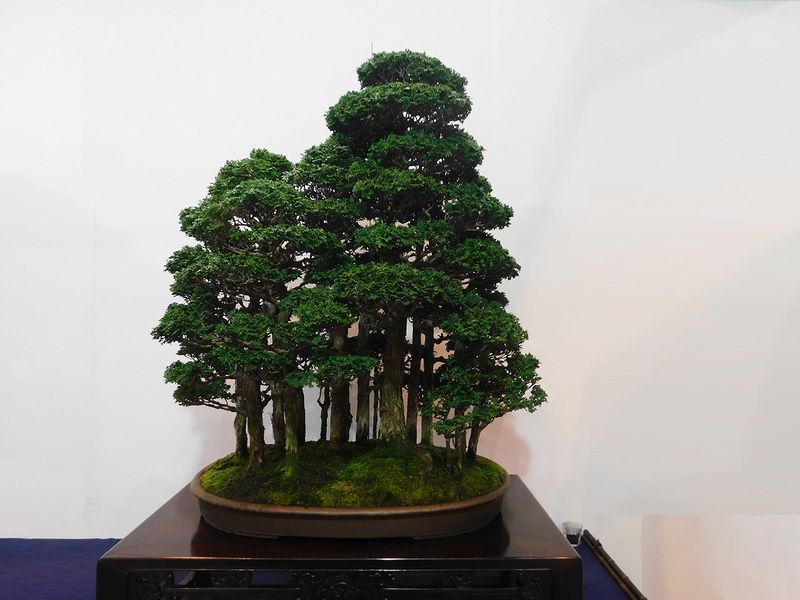 藝樹舞苔2850
