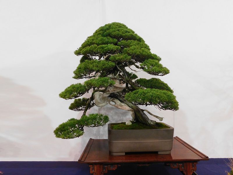 藝樹舞苔2854