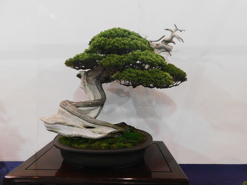 藝樹舞苔2861