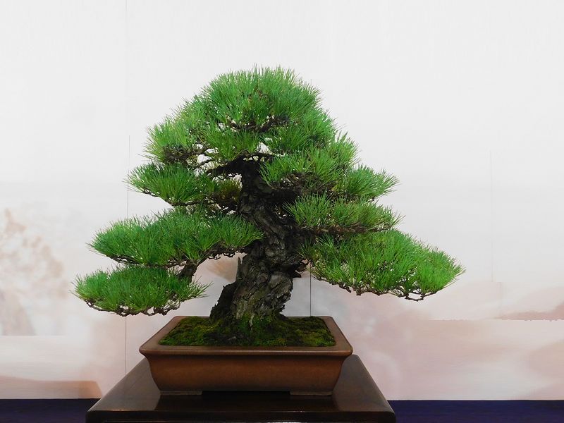 藝樹舞苔2864