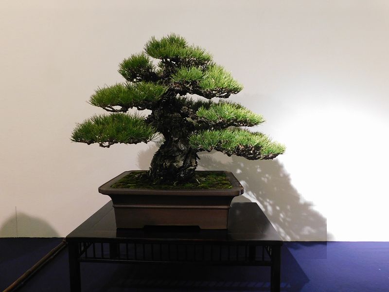 藝樹舞苔2875