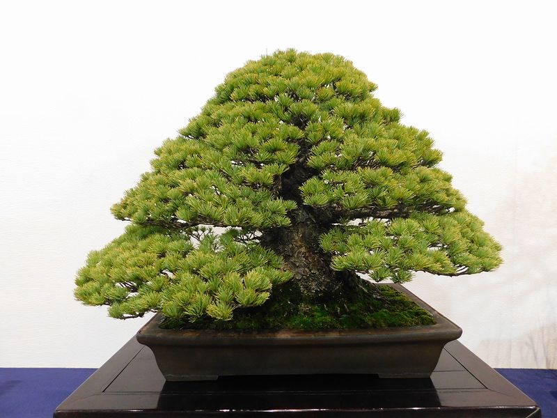 藝樹舞苔2880
