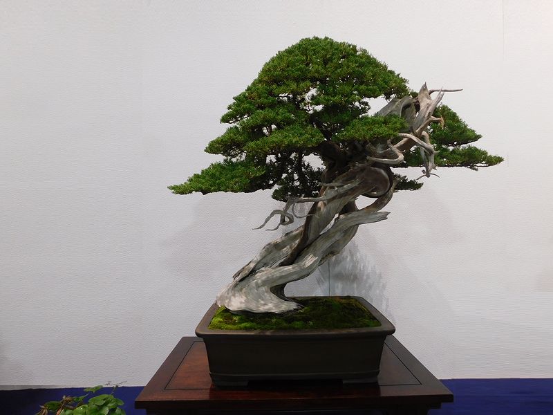 藝樹舞苔2883