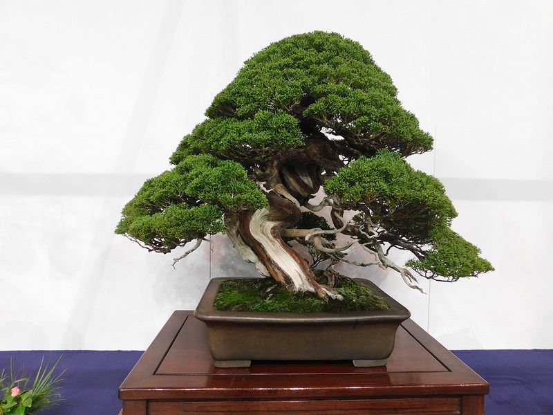 藝樹舞苔2895