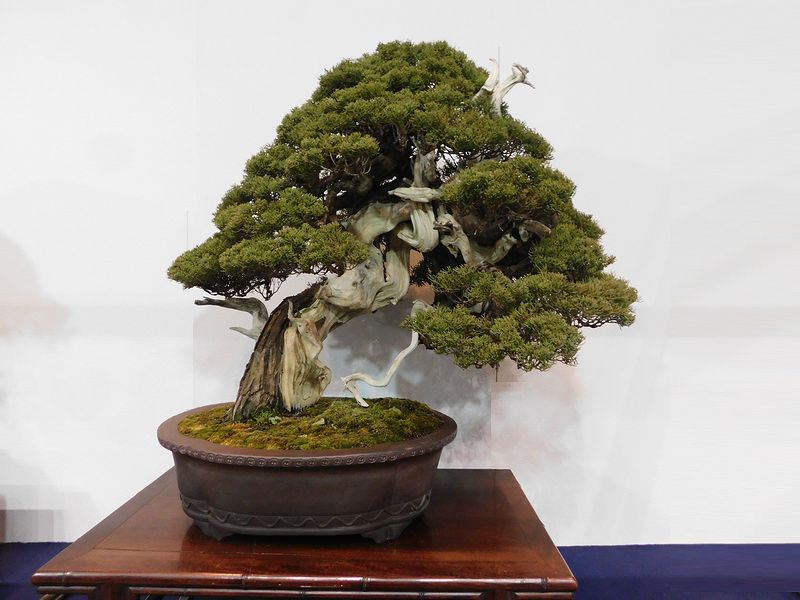 藝樹舞苔2897
