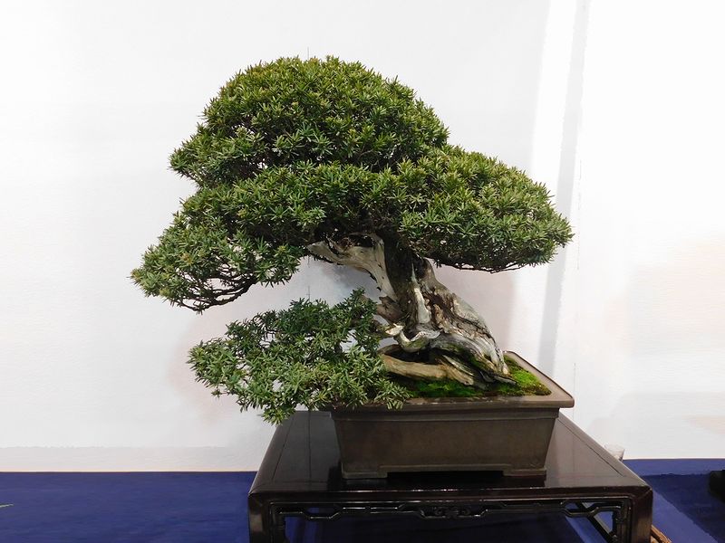 藝樹舞苔2900