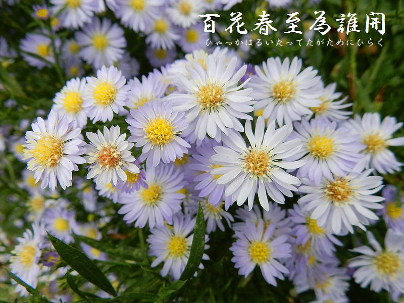 百花春至為誰開