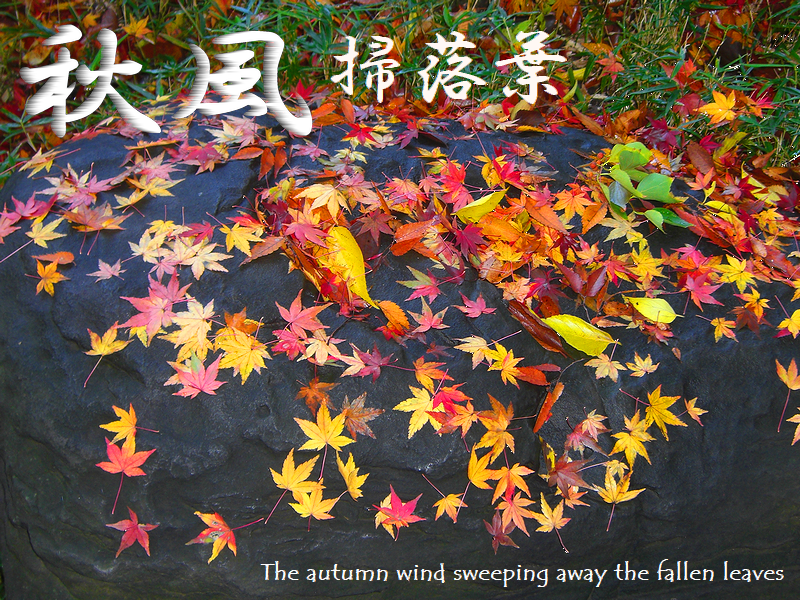 秋風掃落葉