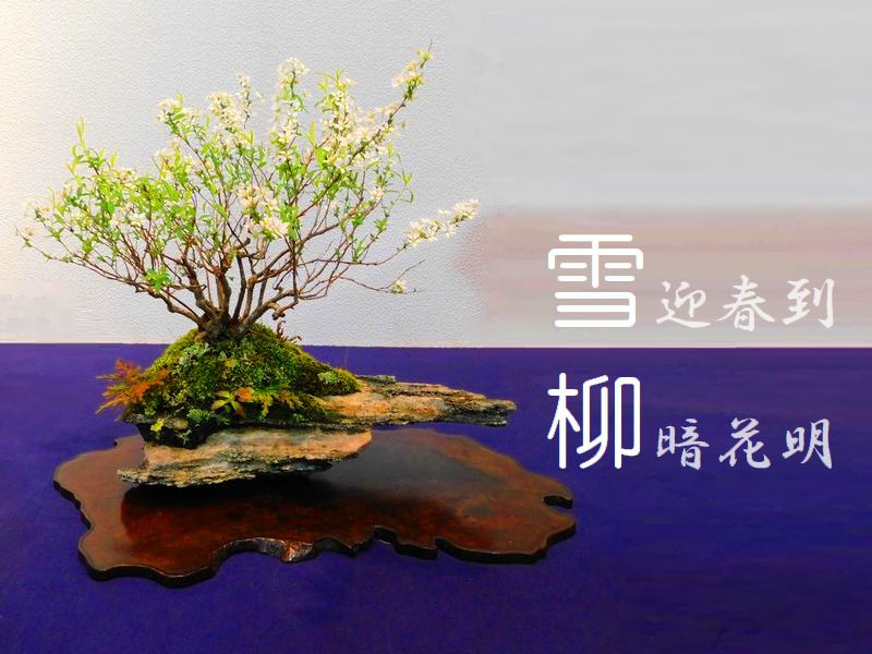 雪柳（ユキヤナギ）