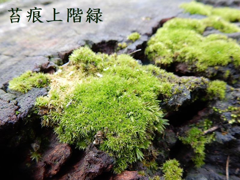 苔痕上階緑