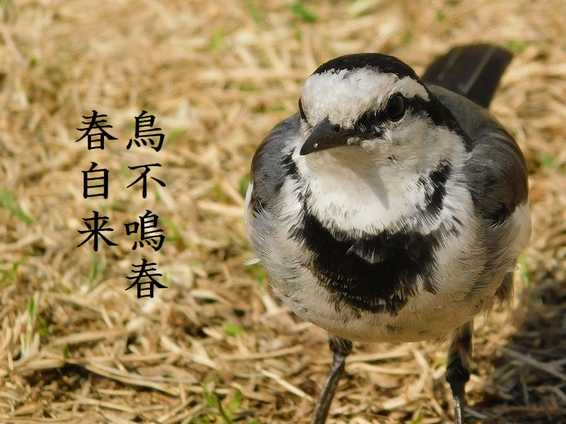 鳥不鳴春春自来