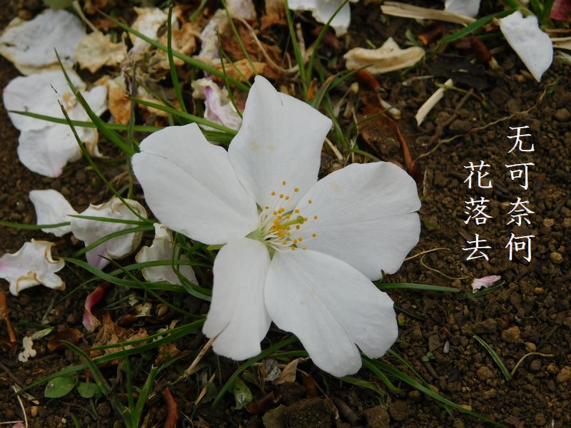 无可奈何花落去