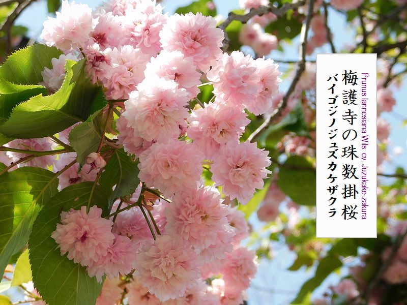 梅護寺の珠数掛桜