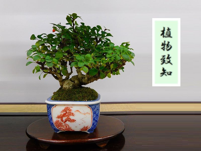 植物致知