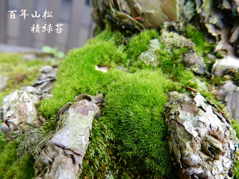 百年山松積緑苔