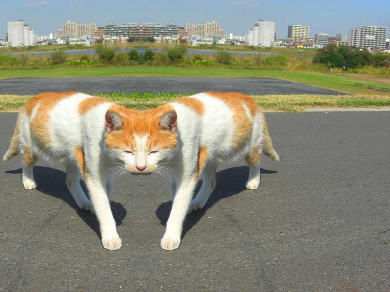 猫に遭遇する猫