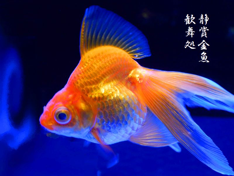 静賞金魚歓舞処