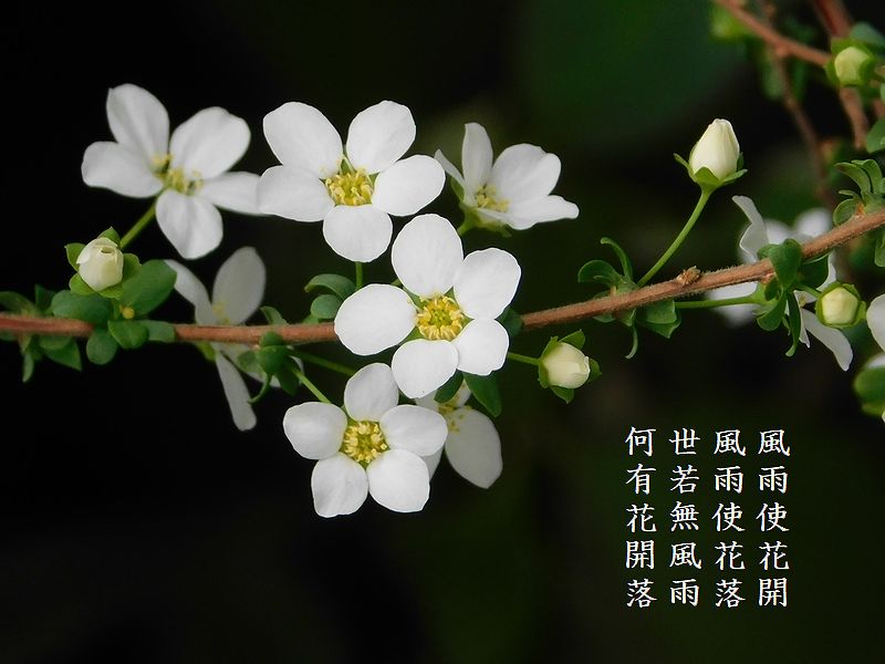 風雨使花開，風雨使花落，世若無風雨，何有花開落