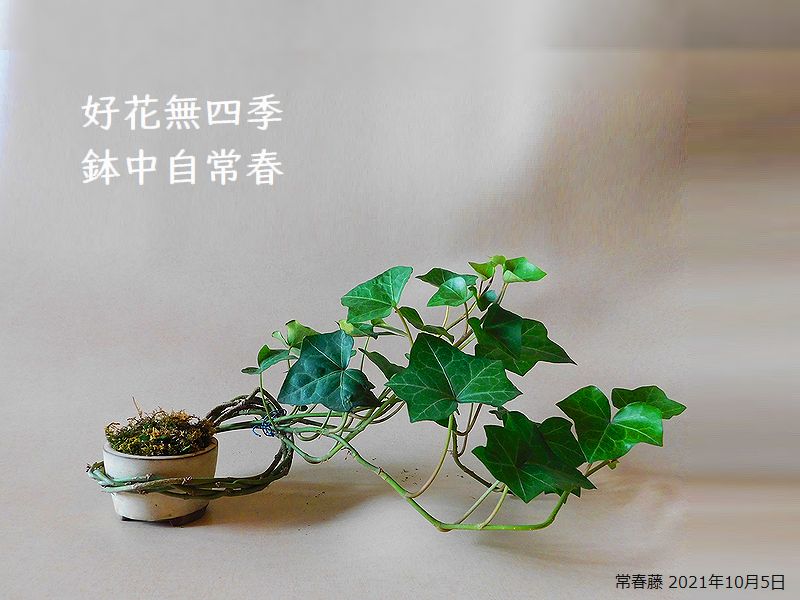 好花無四季，鉢中自常春