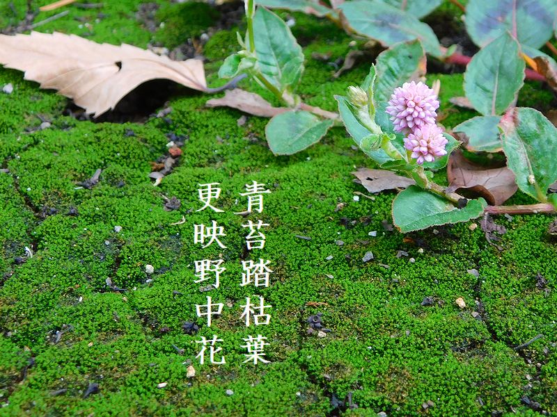 青苔踏枯葉，更映野中花