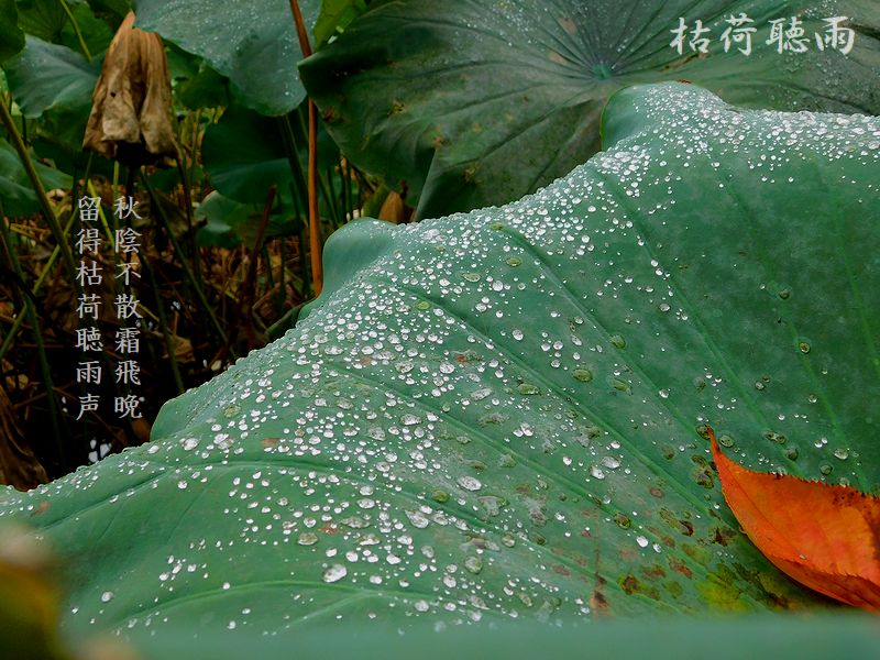 秋陰不散霜飛晩，留得枯荷聴雨声