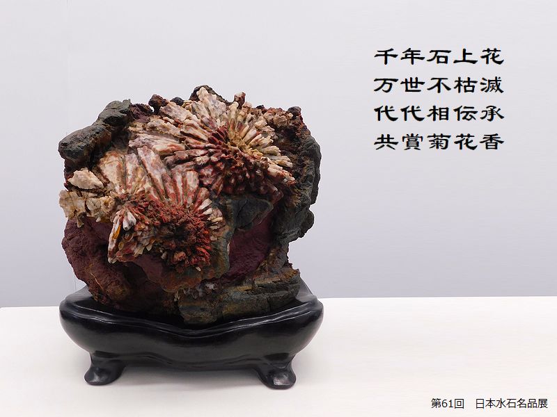 千年石上花，万世不枯滅，代代相伝承，共賞菊花香