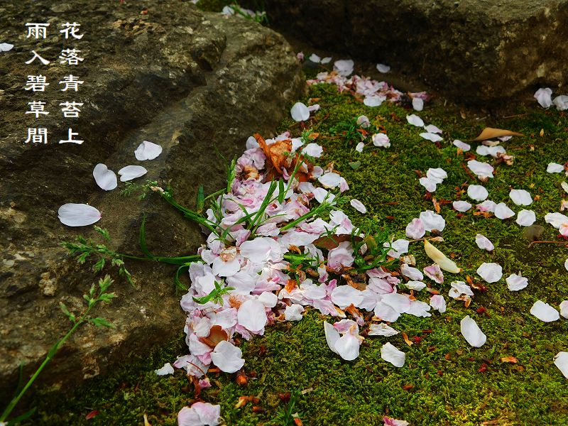 花落青苔上，雨入碧草間