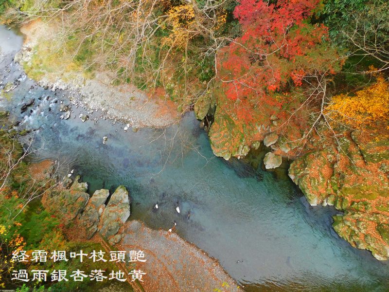 経霜楓叶枝頭艶，過雨銀杏落地黄