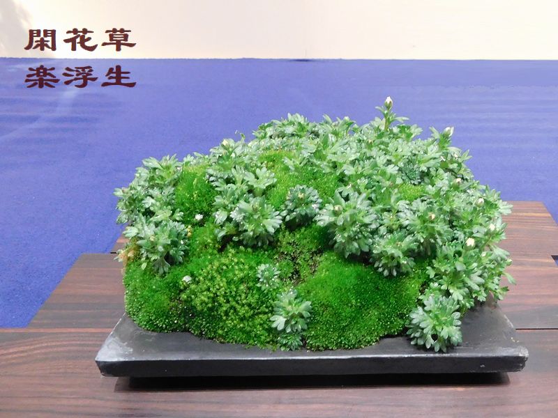 閑花草楽浮生