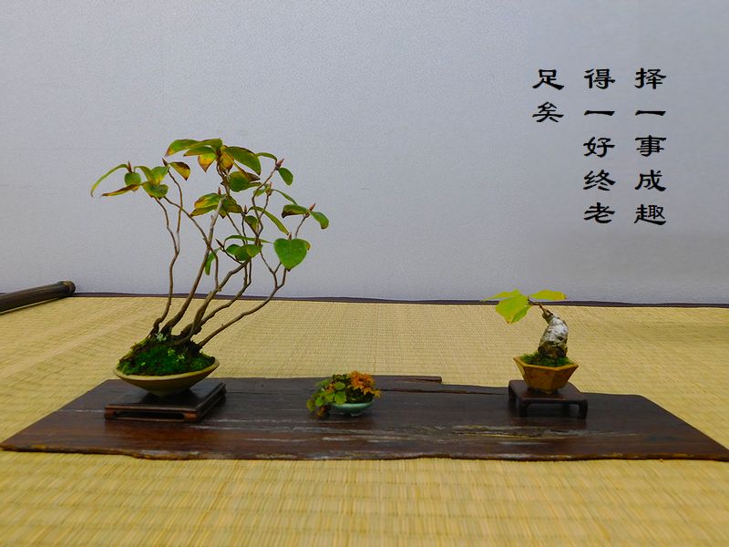 択一事成趣，得一好終老，足矣