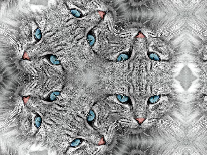 幻猫