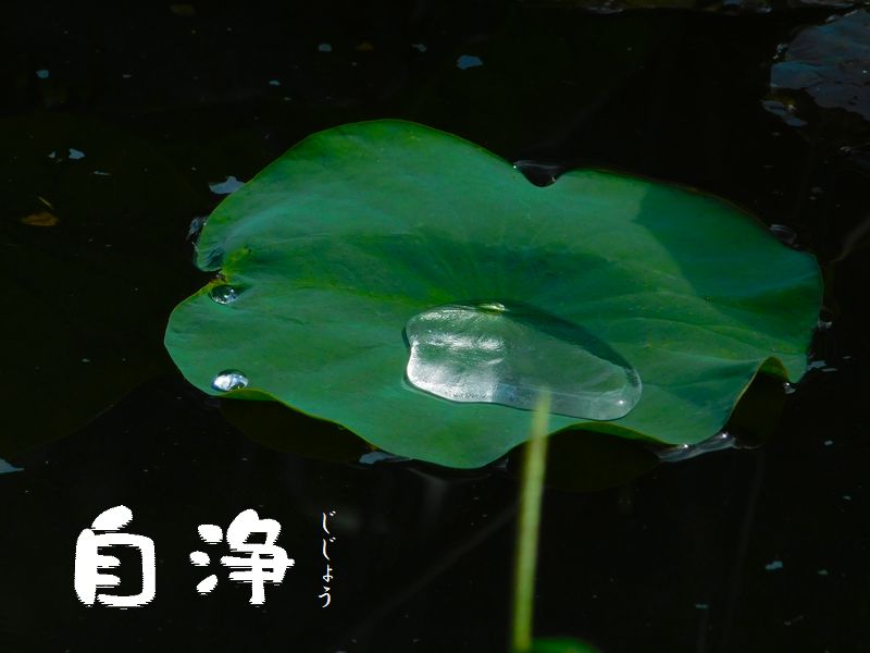 自浄
