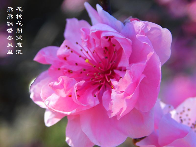 花桃花開笑意濃，朶朶飄香春風里