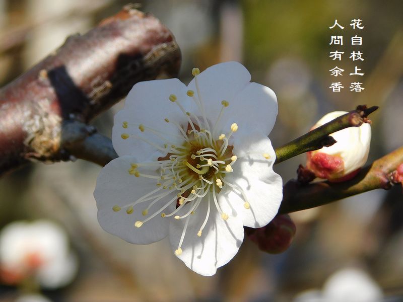 花自枝上落，人間有余香