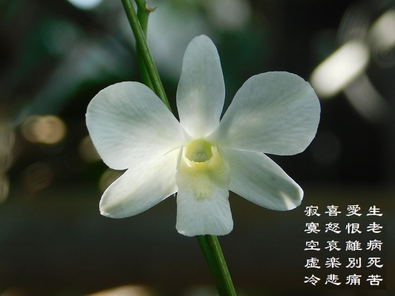 人生の苦痛冷悲