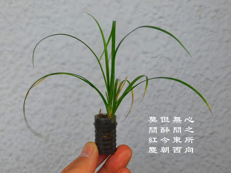 心之所向，無問東西，但酔今朝，莫問紅塵