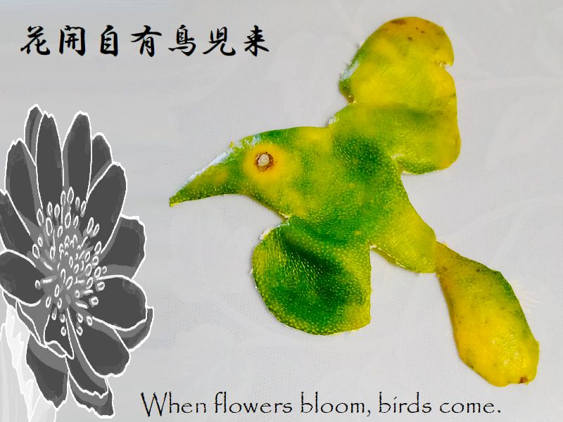 花開自有鳥児来