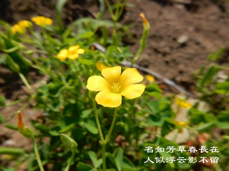 名如芳草春長在，人似浮云影不留