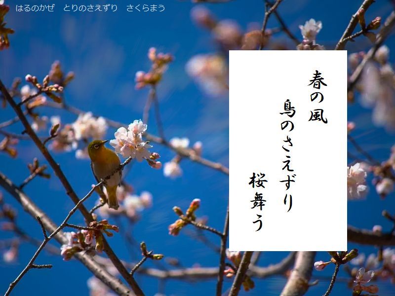 春の風　鳥のさえずり　桜舞う