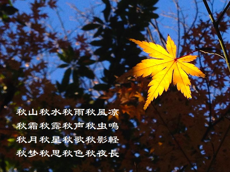 秋山秋水秋雨秋風凉，秋霜秋露秋声秋虫鳴，秋月秋星秋歌秋影軽，秋梦秋思秋色秋夜長
