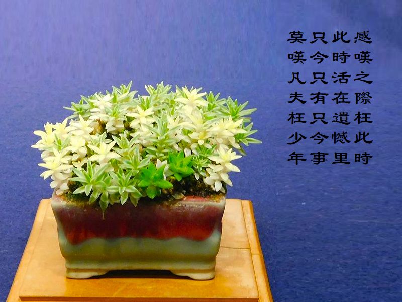 感嘆之際枉此時 ，此時活在遺憾里 ，只今只有只今事 ，莫嘆凡夫枉少年