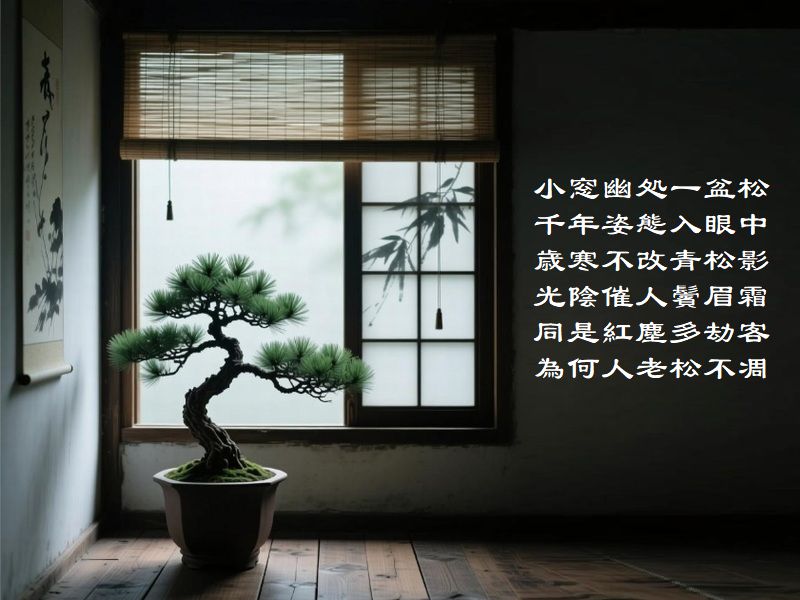 小窓幽処一盆松，千年姿態入眼中，歳寒不改青松影，光陰催人鬢眉霜，同是紅塵多劫客，為何人老松不凋