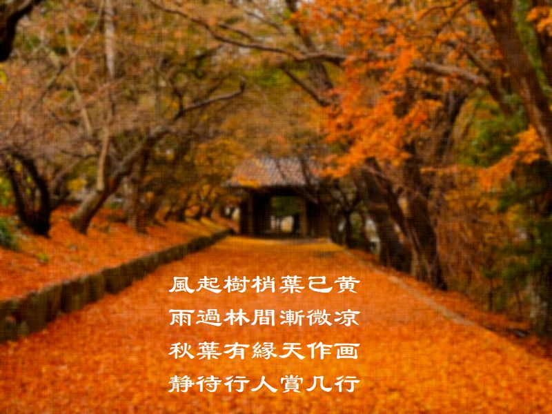 風起樹梢葉已黄,雨過林間漸微凉,秋葉有縁天作画,静待行人賞几行