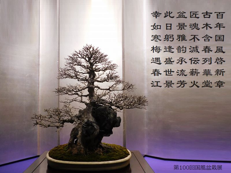 百年国風啓新章，古木含春列華堂，匠魂不滅伝薪火，盆景雅韵承流芳，此日躬逢盛世景，幸如寒梅遇春江