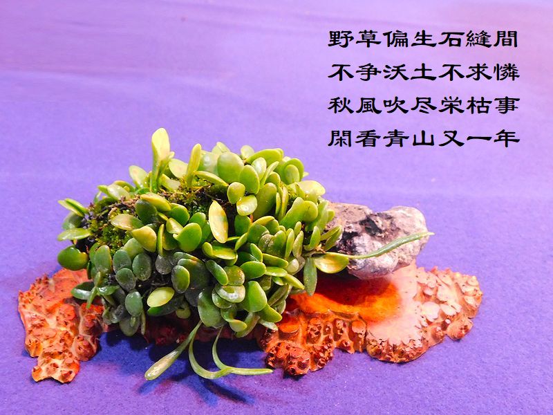 野草偏生石縫間，不争沃土不求憐，秋風吹尽栄枯事，閑看青山又一年